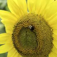 Bumble Bee on a Sunflower at Pope Conservancy Farms