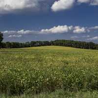 Closeup view of the landscape on the yellow hill crops