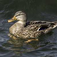 Duck swimming in Lake Mendota in Madison