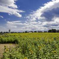 Farm sunflowers with streaks of clouds in the sky at Pope Conservancy