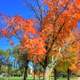 Autumn Trees in Madison, Wisconsin