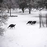 Groups of Turkeys in the snow