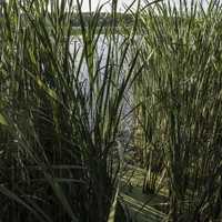 Looking through the reed grass at Cherokee Marsh