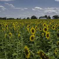 Lots of sunflowers at Pope Conservancy Farm