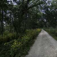 Pathway through the woods at Cherokee Marsh