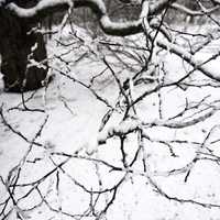 Snow and iced branches