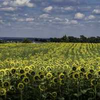 Straight rows of yellow sunflowers across the farm