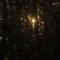 Sunlight through the trees of the forest at Cherokee Marsh