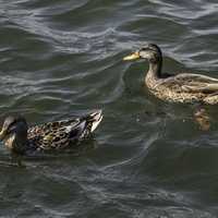 Two Ducks swimming in Lake Mendota in Madison
