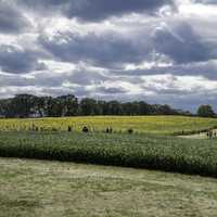 Visitors looking at sunflowers under the clouds at Pope Conservancy Farm