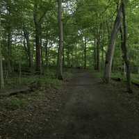 Wooded and shaded hiking path