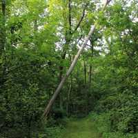 Tree falling over on trail at New Glarius Woods, Wisconsin