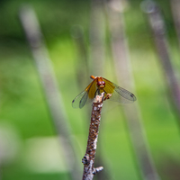 Dragonfly resting on stem