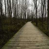Boardwalk and Forest