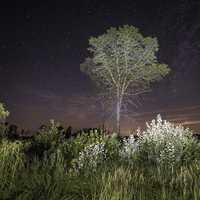 Starry Skies over the Tree and Marsh Grass at Meadow Valley