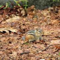 Small Chipmunk at Rib Mountain State Park, Wisconsin