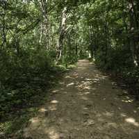Dark Forested Path at Camrock County Park