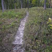 Forested Trail at Ferry Bluff, Wisconsin