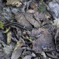 Grass Snake at Ferry Bluff, Wisconsin