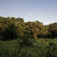Moon above the Tree line at Stewart County Park