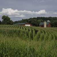 Rows of corn crops with barn