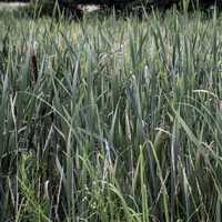 Blades of Marsh Grass on the Sugar River State Trail
