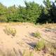 Sand Dunes at Whitefish Dunes State Park, Wisconsin