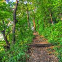 Forest Path at Wyalusing State Park, Wisconsin
