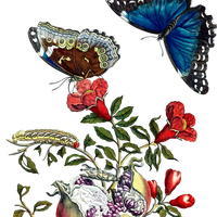 Butterflies on pomegranate vector clipart