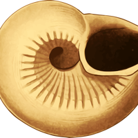 Curled Seashell vector clipart