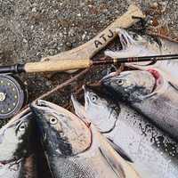 Every Salmon fish on the line