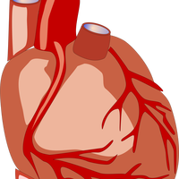 Human Heart vector file