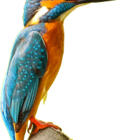 Kingfisher bird vector clipart