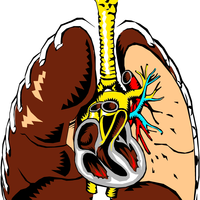 Lungs Cross Section Vector Clipart