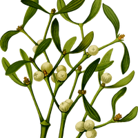 Mistletoe plant vector file