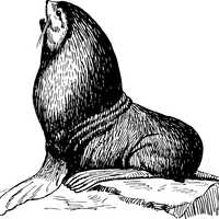 Seal sitting on a rock vector clipart