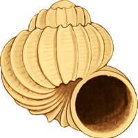 Twisting Conch shell Vector Clipart