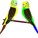 Two Parakeets Vector Clipart