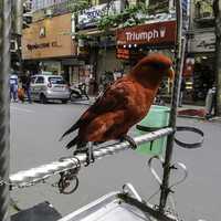 Chained Parrot on the Street in Hanoi, Vietnam