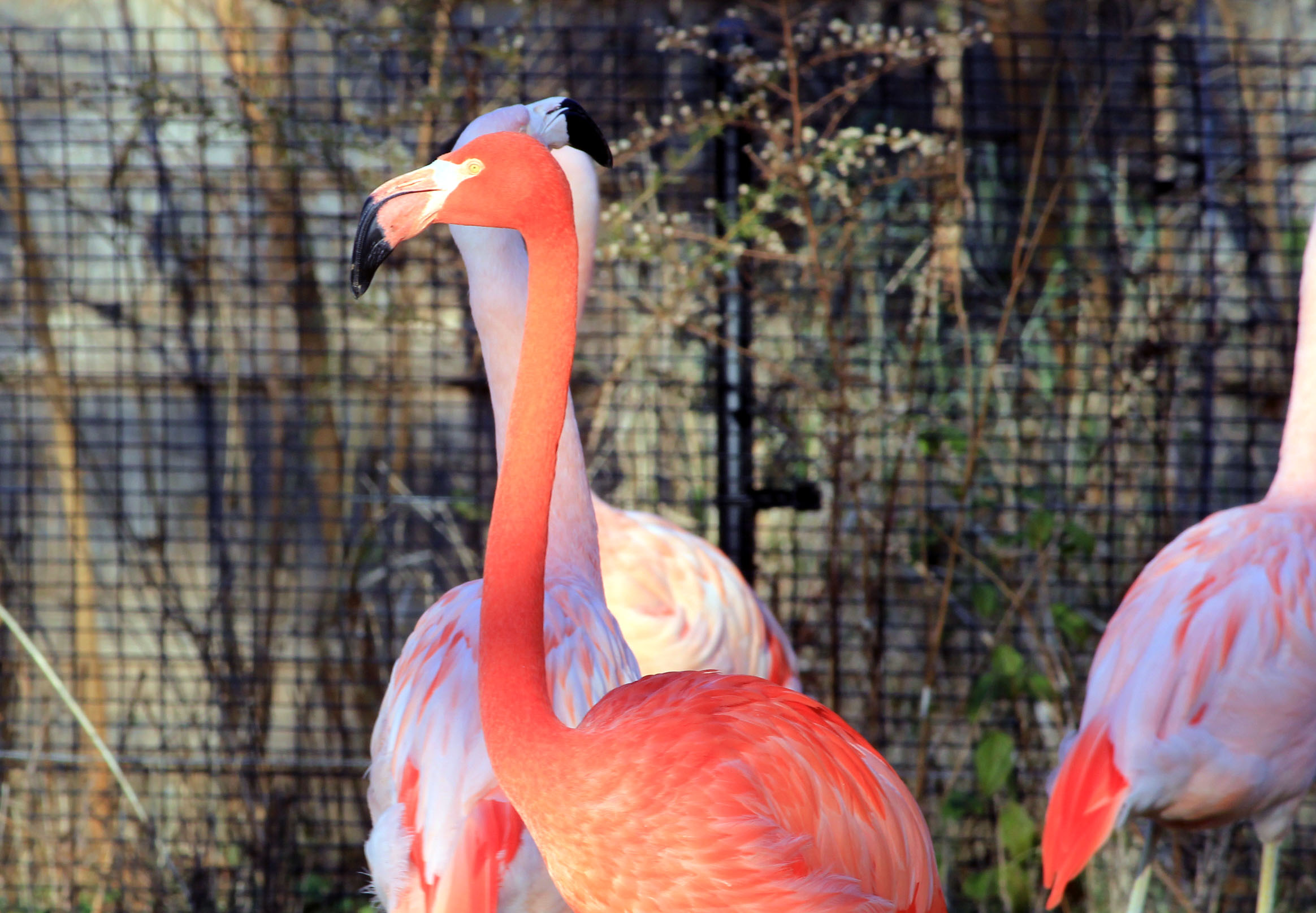 american flamingo american flamingo