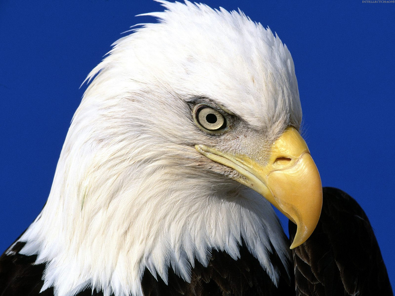31,346 Bald Eagle Head Royalty-Free Images, Stock Photos & Pictures