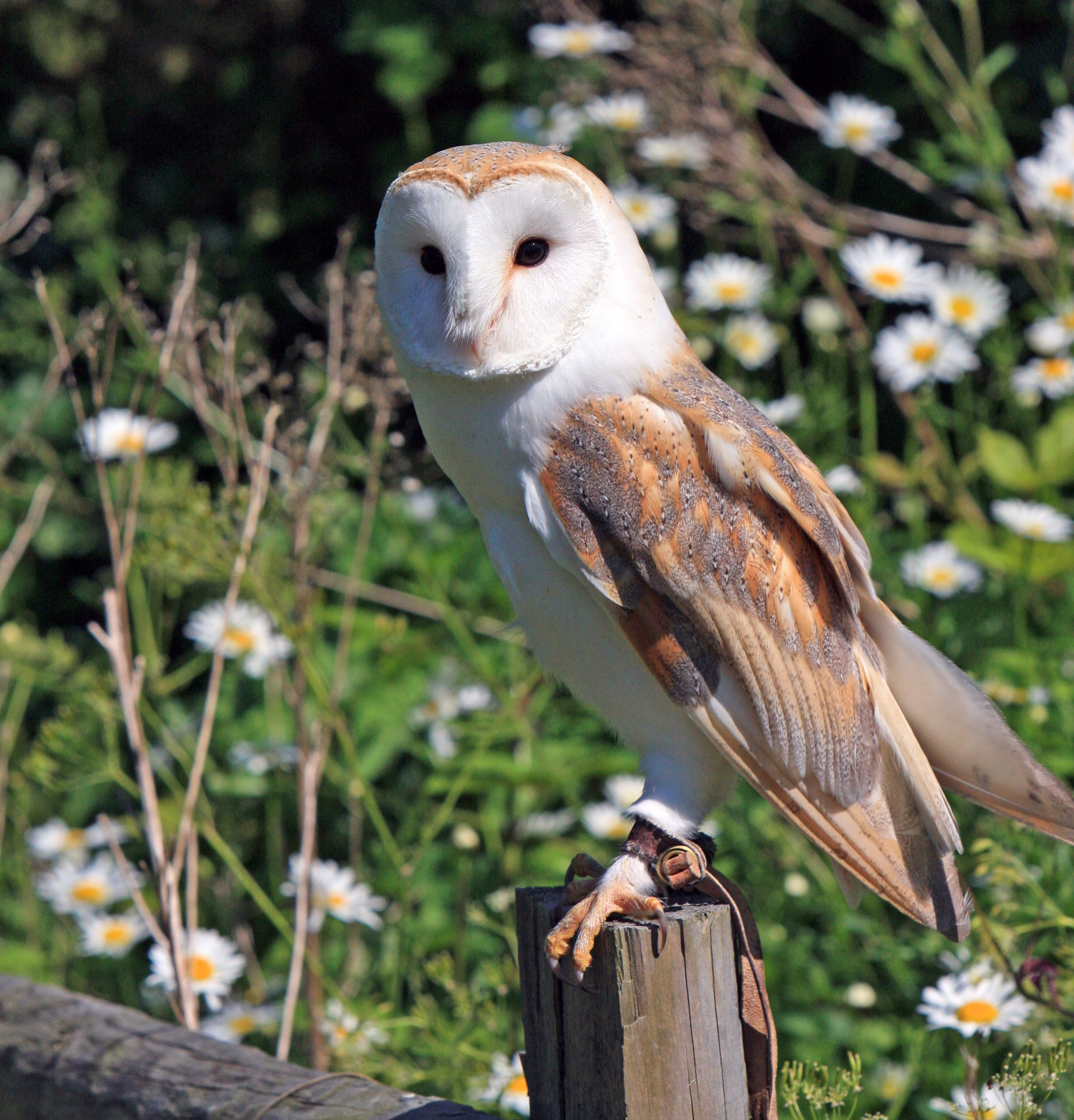Barn Owl Tyto Alba Image Free Stock Photo Public Domain Photo 