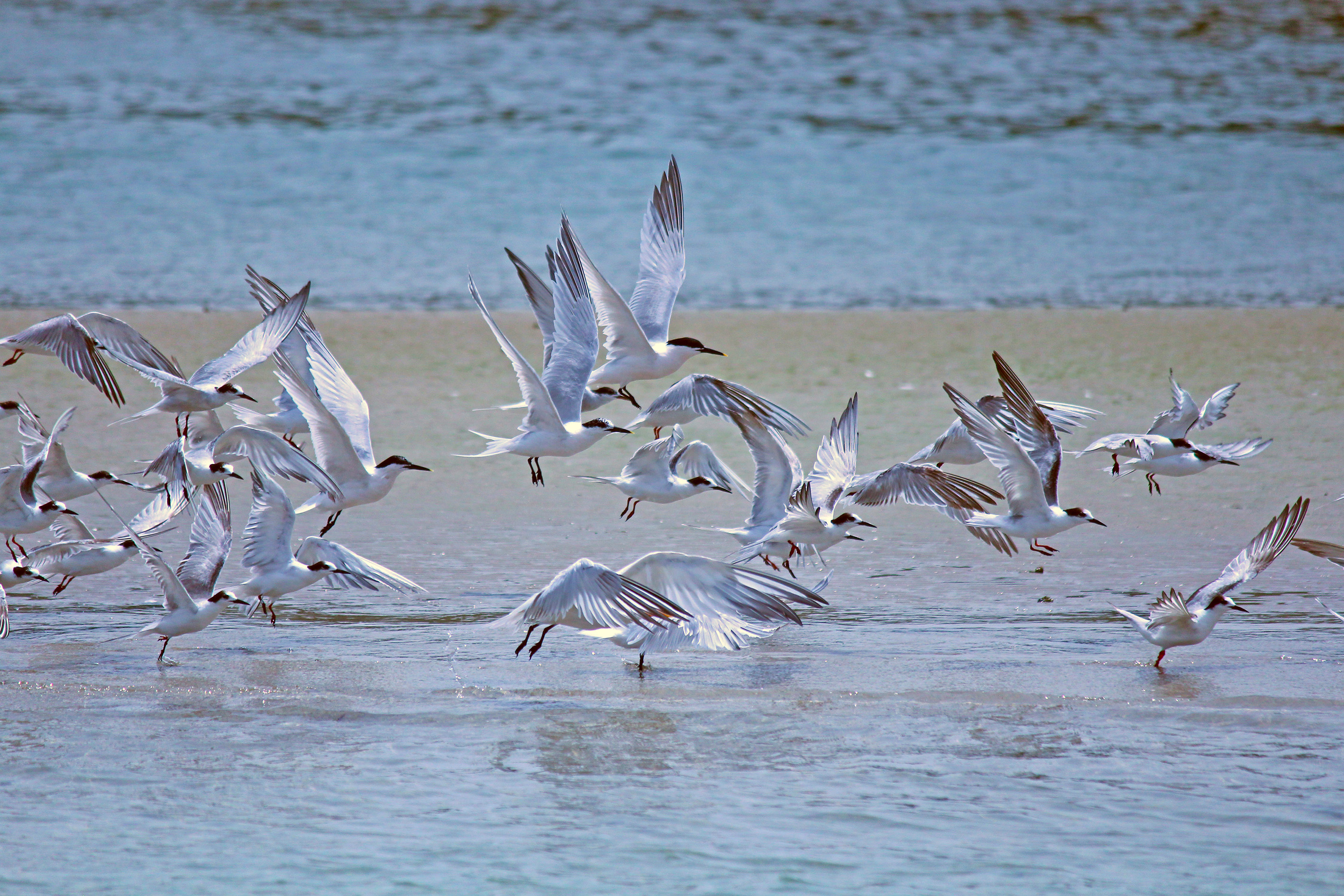 Заповедник Дьюи сопер мигратори Берд. Bird take off.