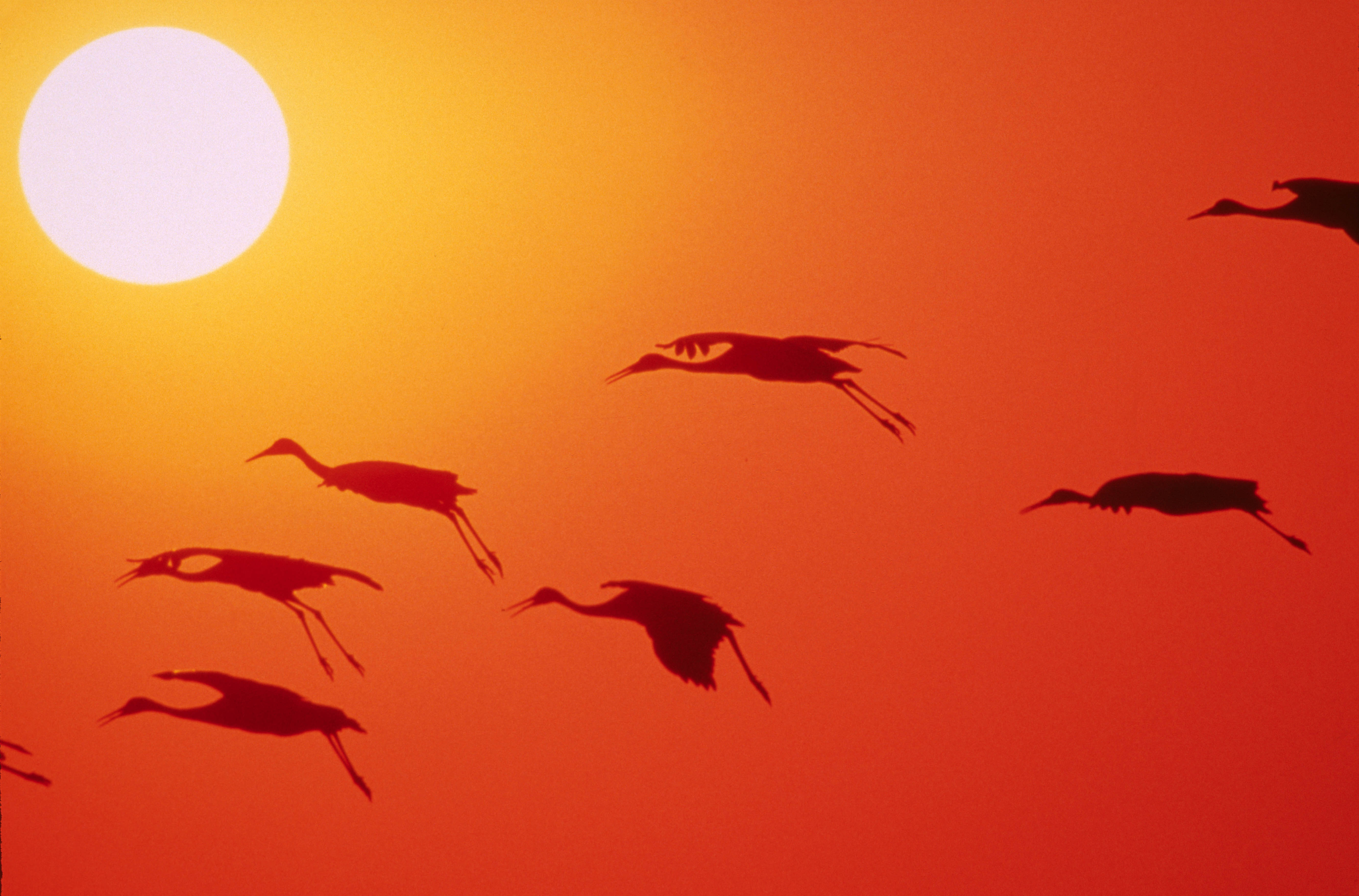 cranes-flying-over-the-setting-sun.jpg