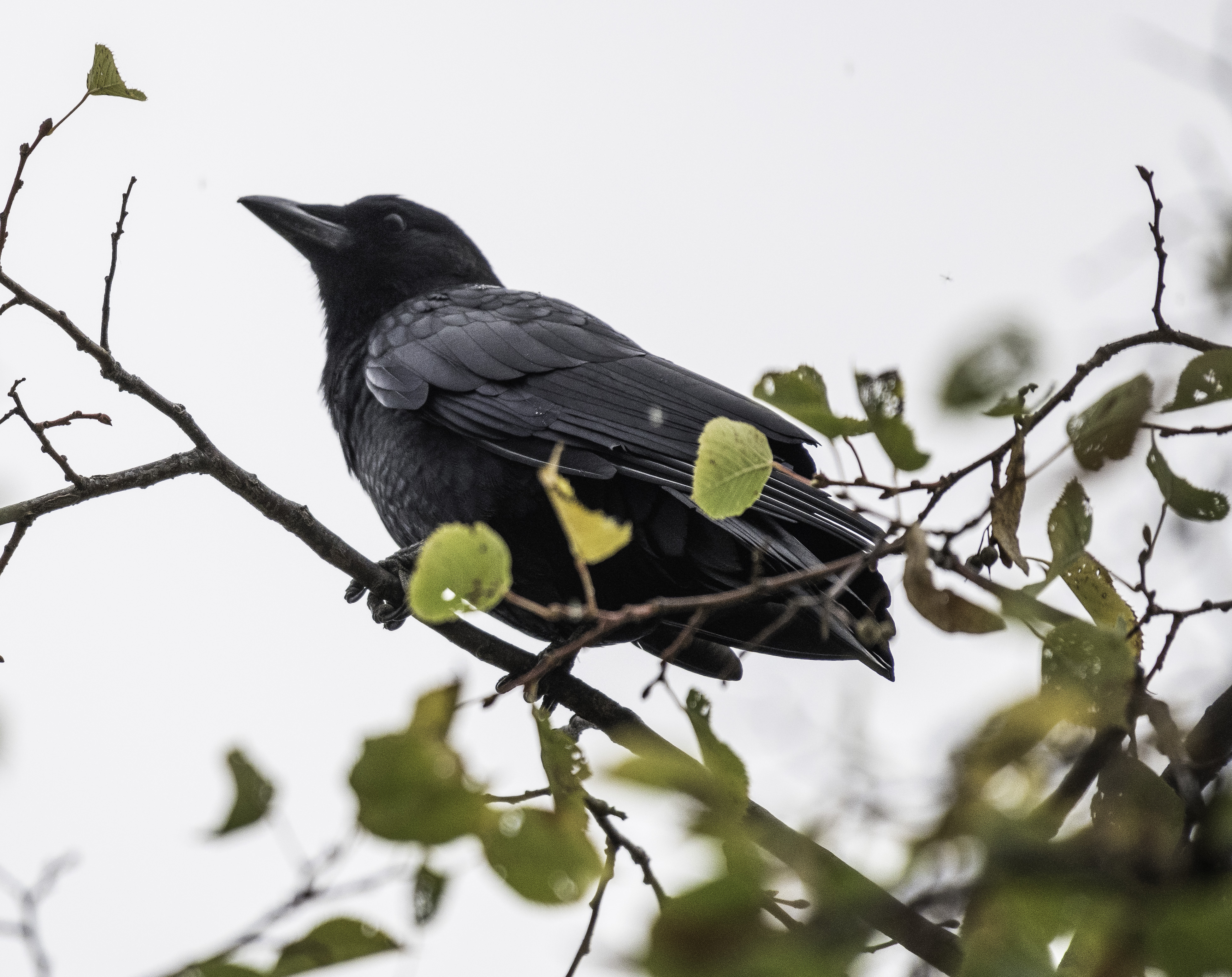 Crow In Tree