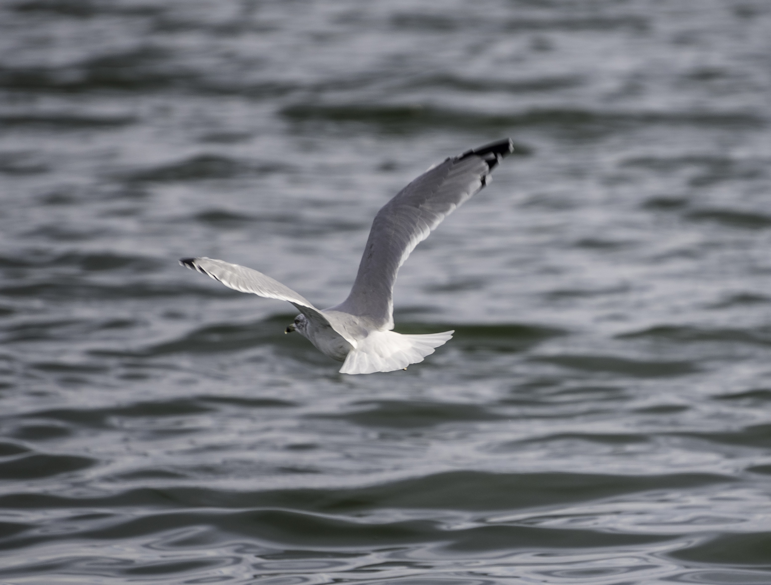 Flying Seagull Over The Water Image Free Stock Photo Public Domain Flying Seagull Over The Water Image Free Stock Photo Public Domain