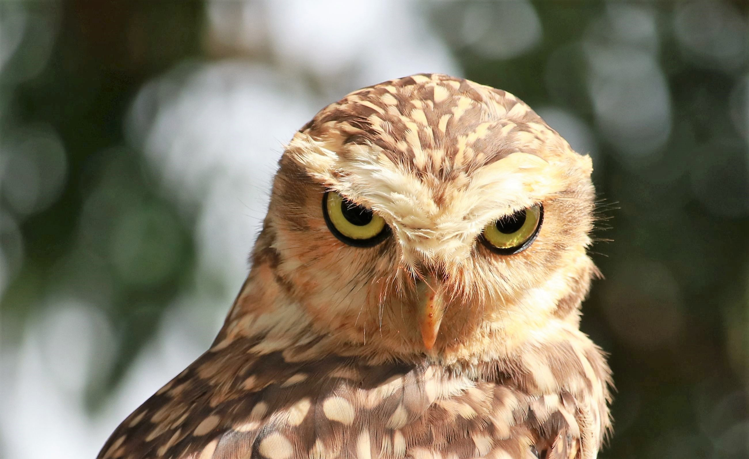 Owl With Red Eyes Creepy