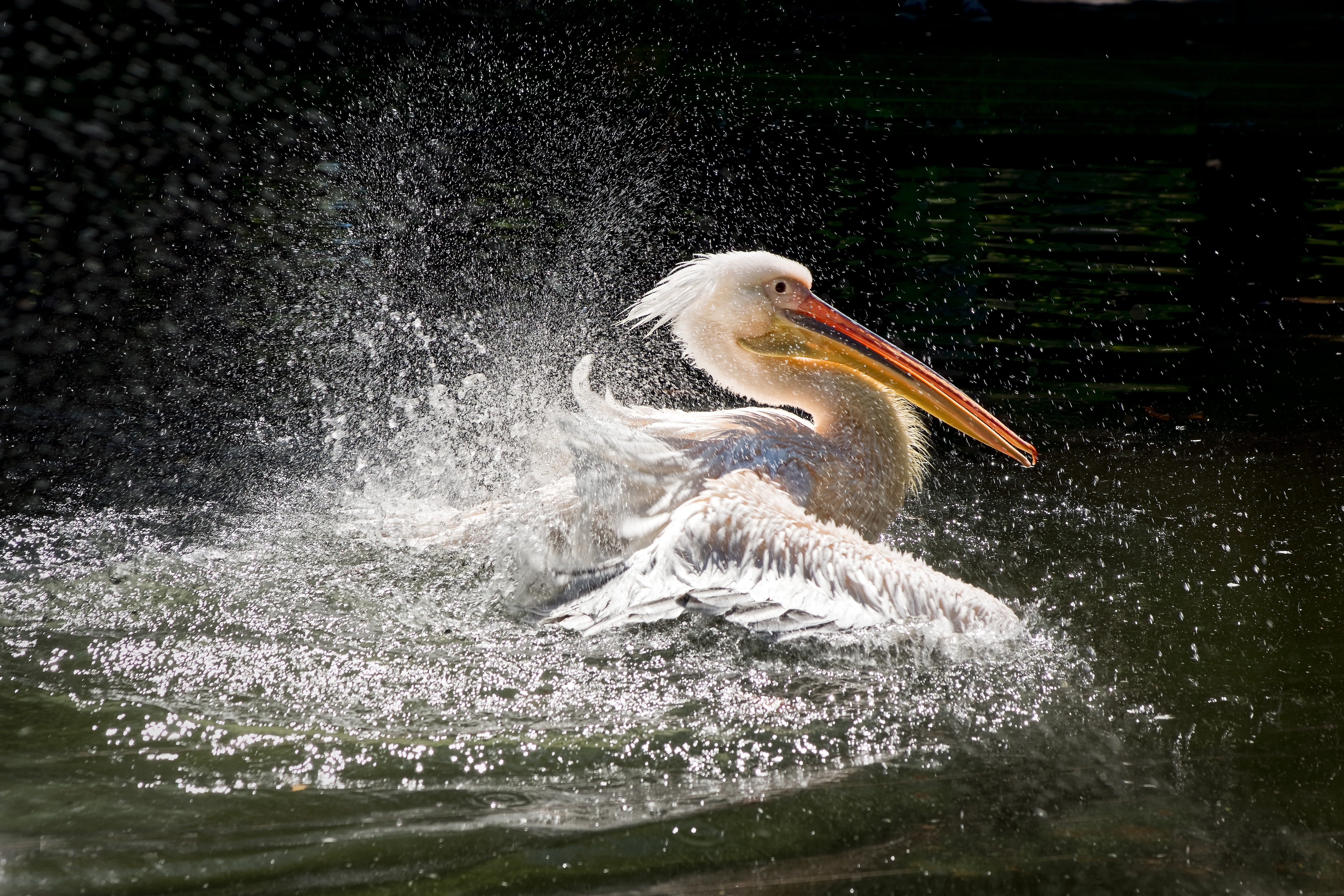 Пеликан ловит рыбу