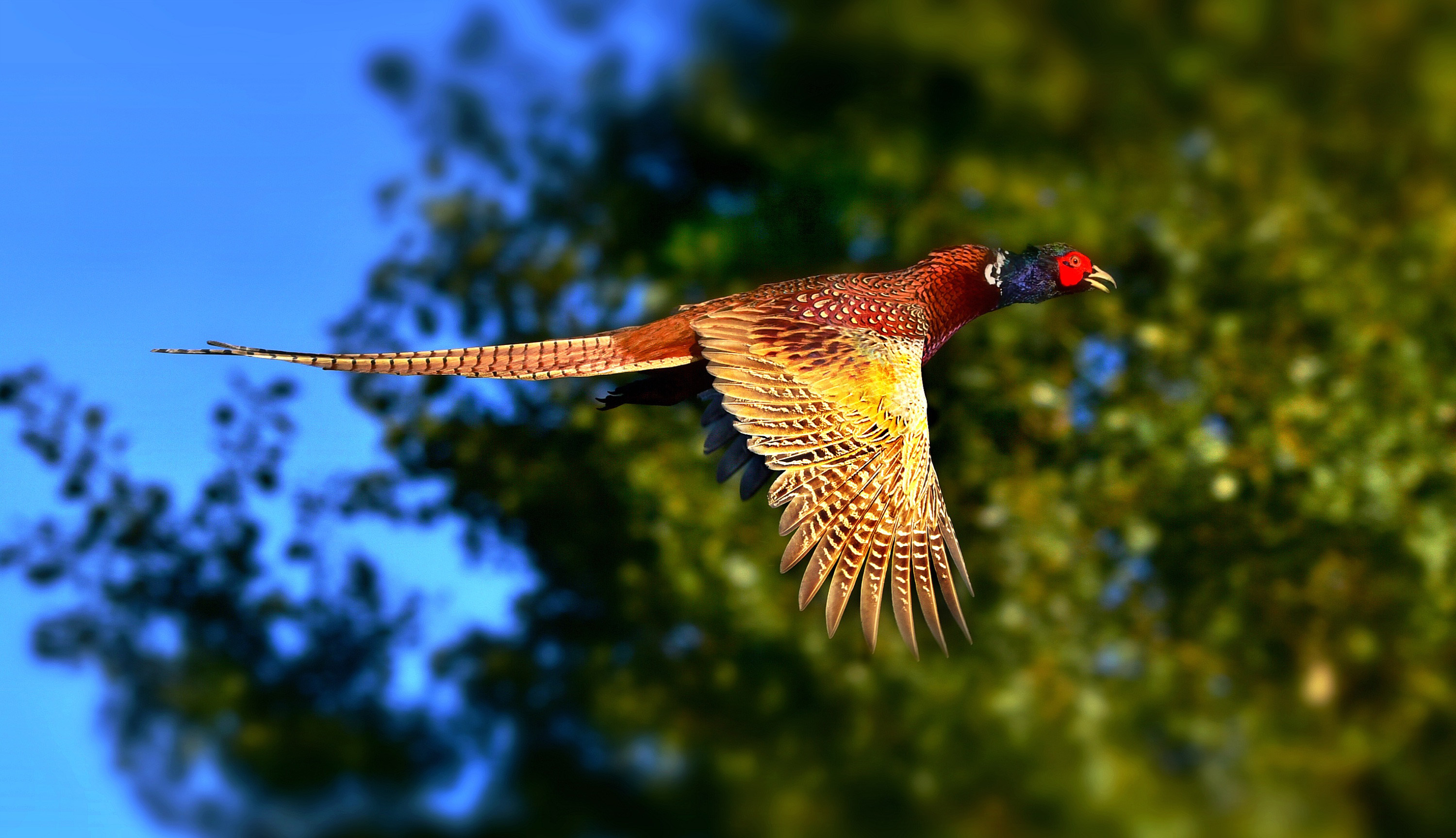 Ring Necked Pheasant in flight free photo. 