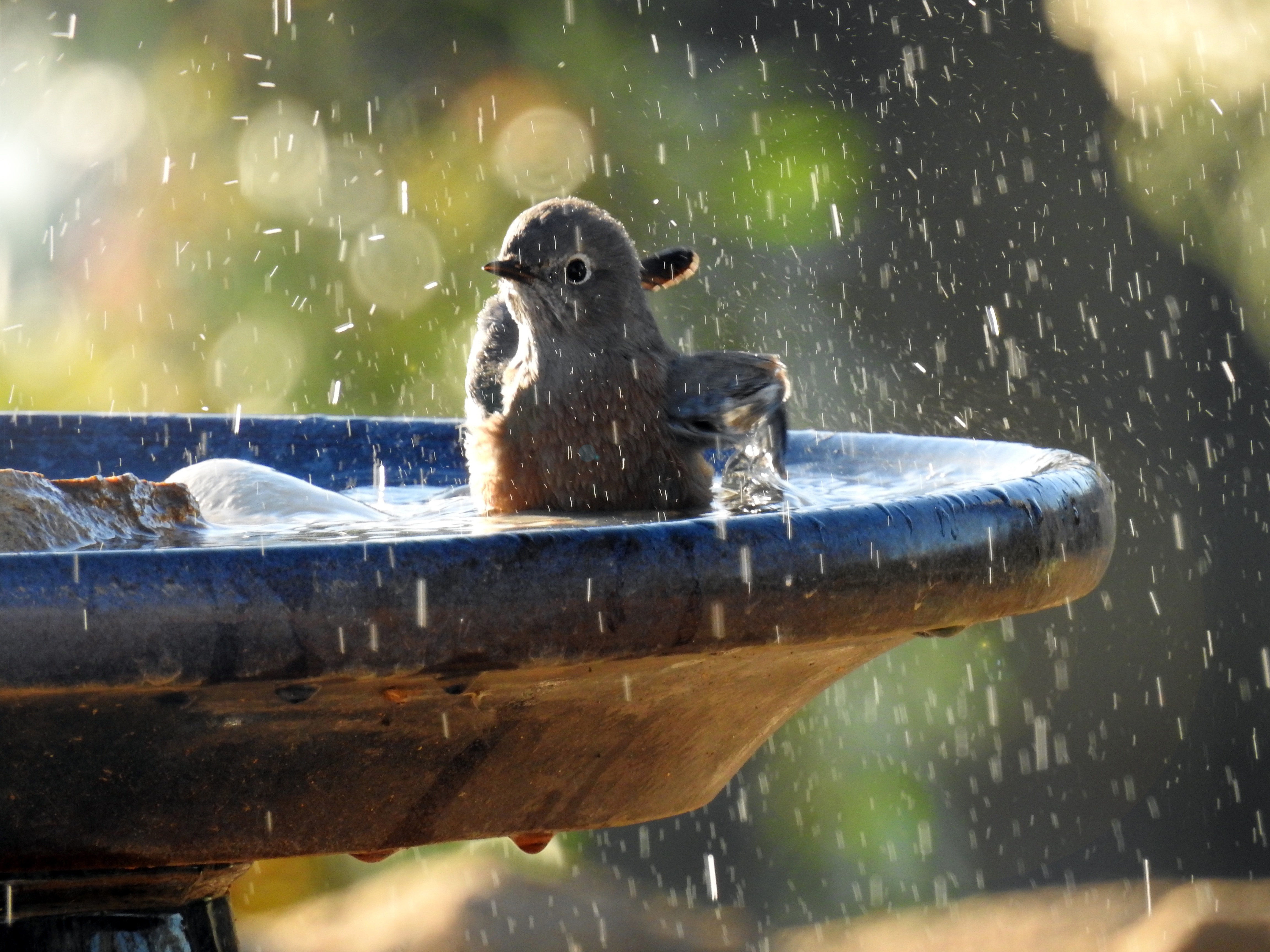 Take bird. Купальня для птиц. Птичья ванна. Птичка в ванне. Birds take a Bath.